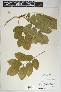 Fraxinus velutina image