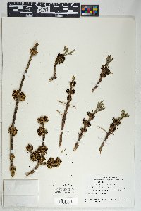 Fraxinus velutina image