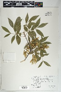 Fraxinus velutina image