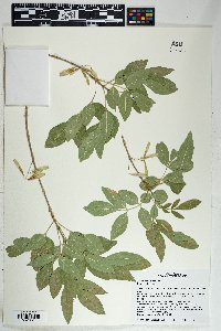 Fraxinus velutina image