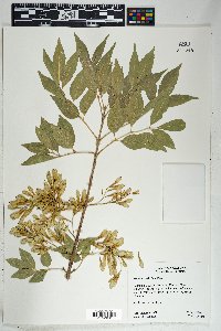 Fraxinus velutina image