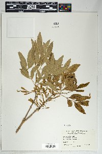 Fraxinus velutina image