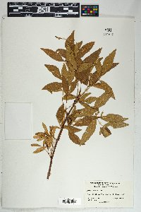 Fraxinus velutina image