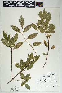 Fraxinus velutina image