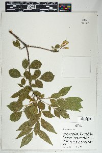 Fraxinus velutina image