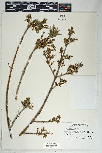 Fraxinus velutina image