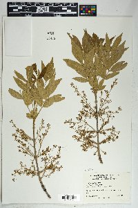 Fraxinus velutina image