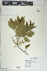 Fraxinus velutina image