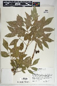 Fraxinus velutina image