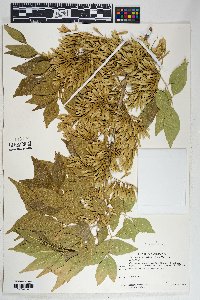 Fraxinus velutina image