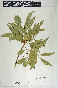 Fraxinus velutina image