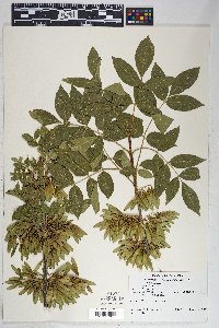 Fraxinus velutina image