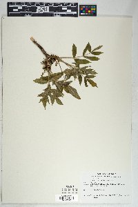 Fraxinus velutina image