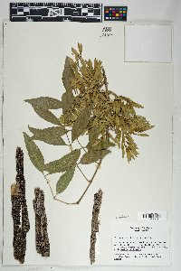 Fraxinus velutina image