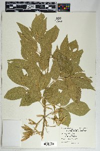 Fraxinus velutina image