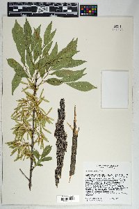 Fraxinus velutina image