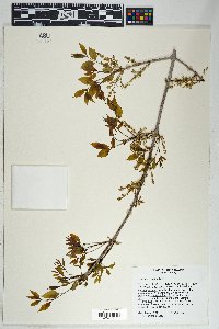 Fraxinus velutina image