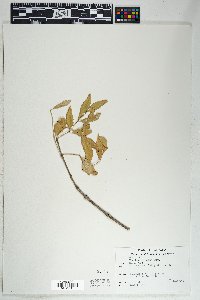 Fraxinus velutina image