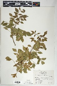 Fraxinus velutina image