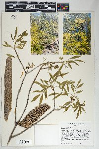 Fraxinus velutina image