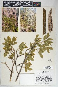 Fraxinus velutina image