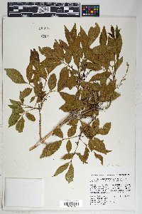 Fraxinus velutina image