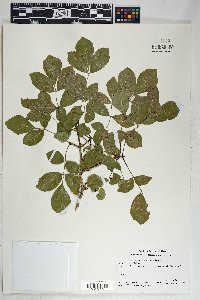 Fraxinus velutina image