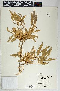 Fraxinus velutina image