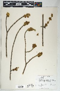 Fraxinus velutina image