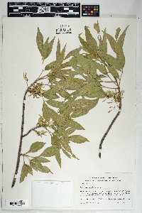 Fraxinus velutina image