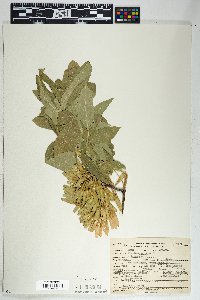 Fraxinus velutina image