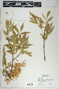 Fraxinus velutina image