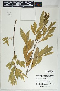 Fraxinus velutina image