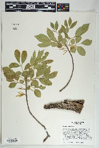 Fraxinus velutina image