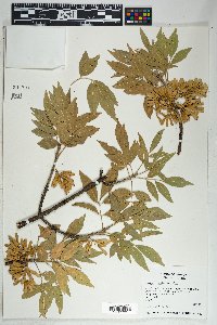 Fraxinus velutina image