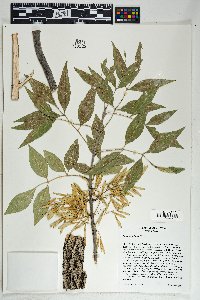 Fraxinus velutina image