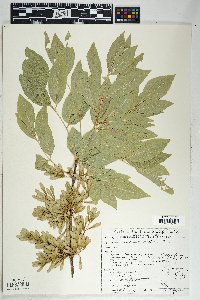 Fraxinus velutina image