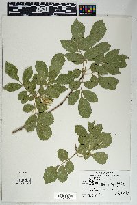 Fraxinus velutina image