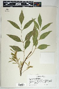 Fraxinus velutina image