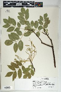 Fraxinus velutina image