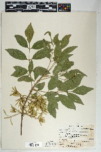 Fraxinus velutina image