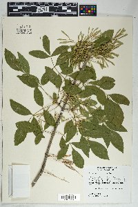 Fraxinus velutina image