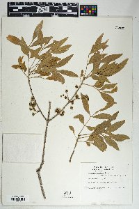 Fraxinus velutina image