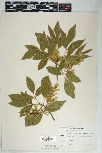 Fraxinus velutina image