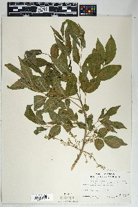 Fraxinus velutina image