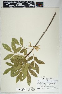 Fraxinus velutina image