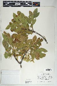 Fraxinus velutina image