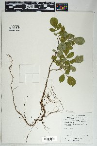 Fraxinus velutina image