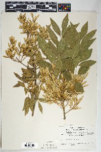 Fraxinus velutina image