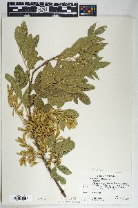 Fraxinus velutina image